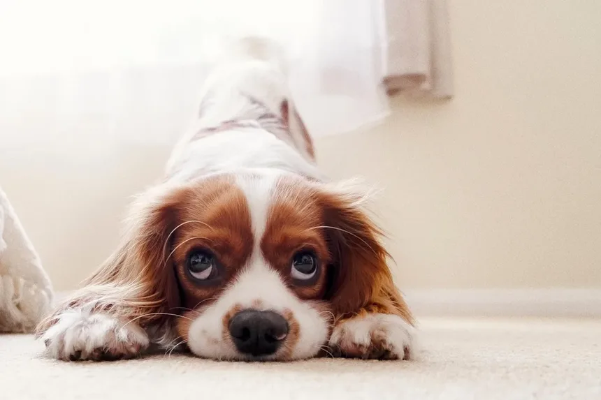 5 Dicas Essenciais de Alimentação para Cães Idosos que Você Precisa Saber