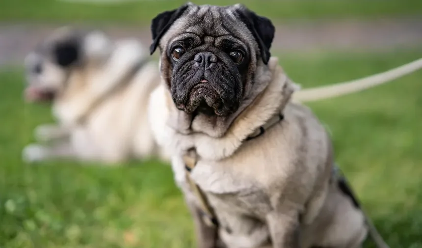 6 Dicas Comprovadas Para Impedir Que Seu Cão Ladrar à Noite
