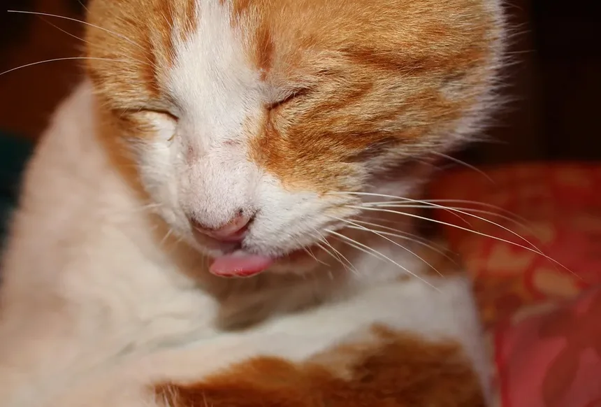 Nutrição Ideal para Cães Idosos: Um Guia Completo