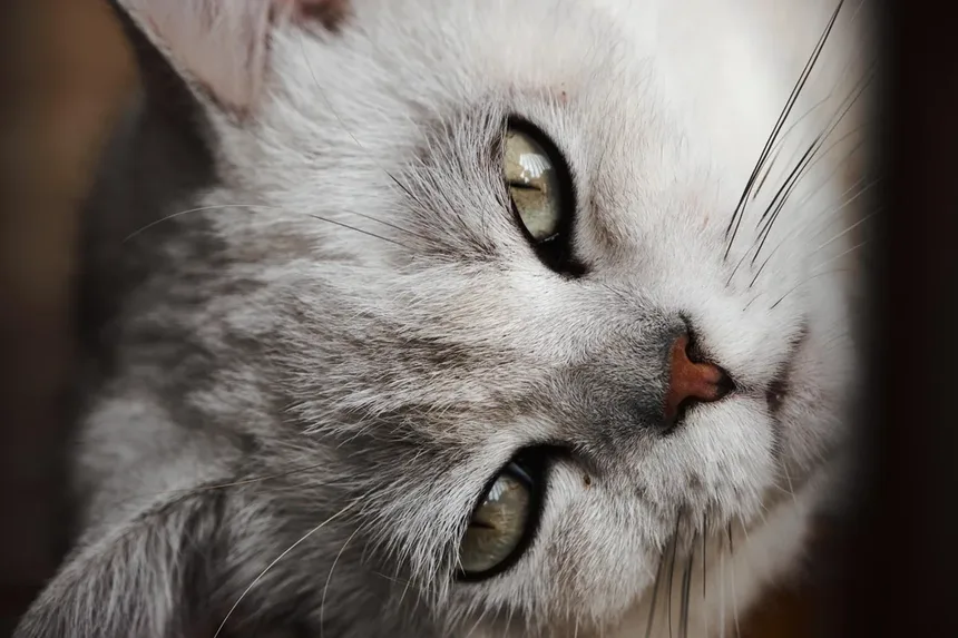 Alopecia em Gatos: Causas, Sintomas e Como Tratar a Queda de Pelo