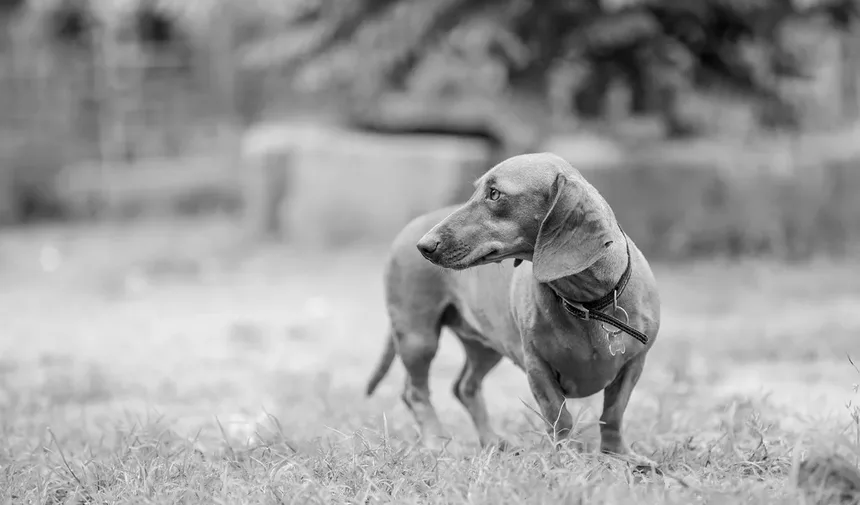 Amitriptilina para Animais de Estimação: Tudo o Que Você Precisa Saber
