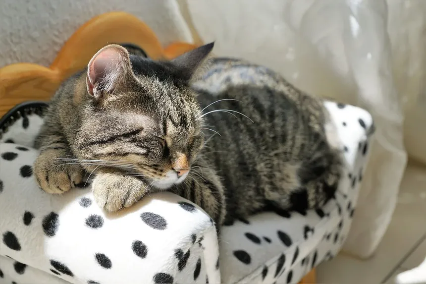 Os Gatos São Inteligentes? Descubra a Verdade Sobre a Mente Felina!