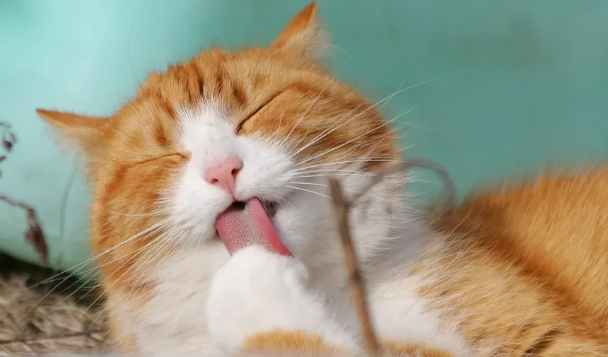 Vômito Crônico em Gatos: Sinais, Causas e O Que Fazer