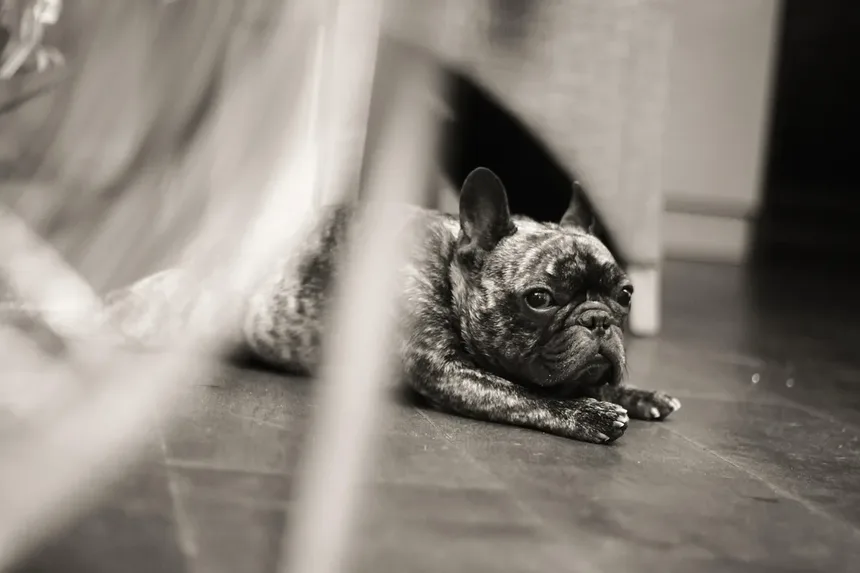 Dieta e Nutrição para Cães Mais Velhos