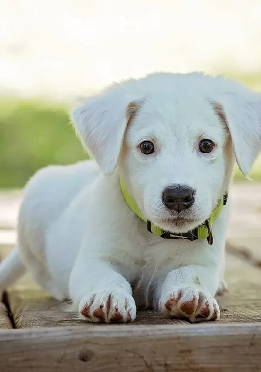 Cachorro Latindo à Noite: 6 Razões e Como Parar