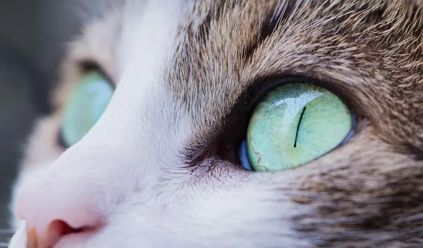 Como Preparar Sua Casa para um Novo Gato: 10 Dicas Essenciais