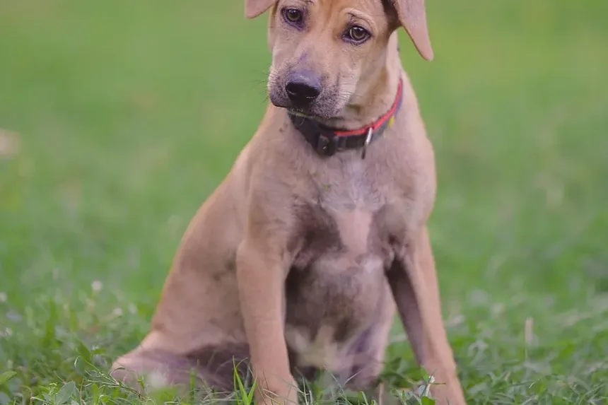 Como Impedir que um Cão Ladrar à Noite