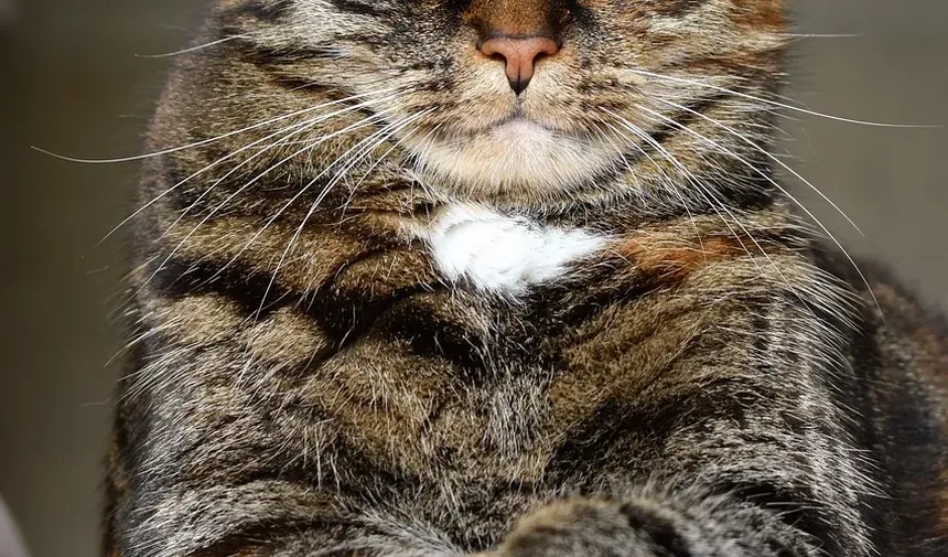 Como Acalmar um Gato Superestimulada: 5 Dicas Infalíveis