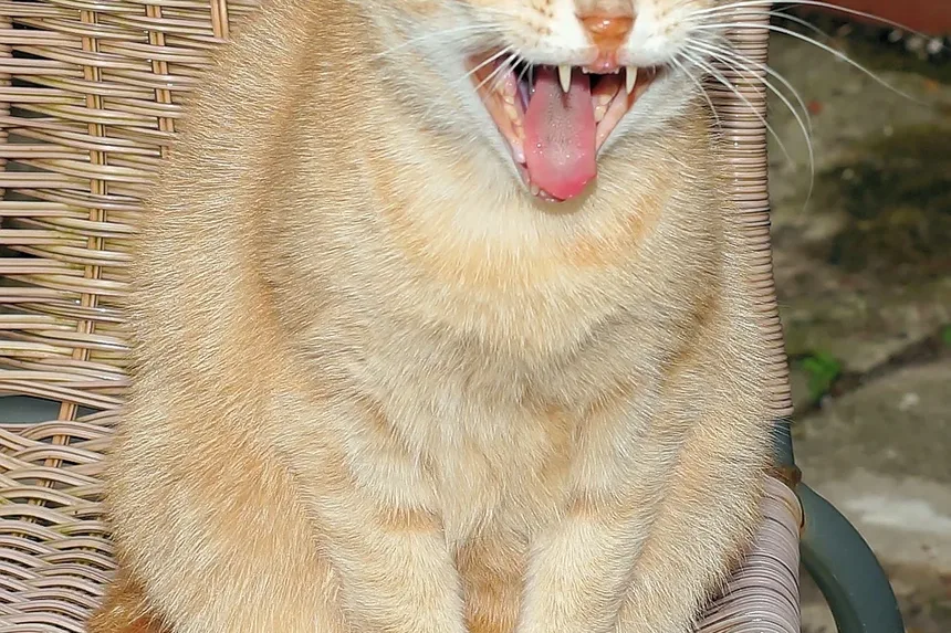 Como Acalmar um Gato Superestimulada: 5 Dicas Infalíveis