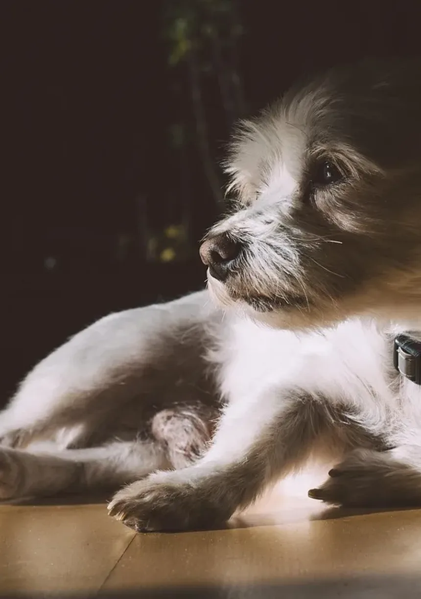 Como Proteger Seu Animal de Estimação de Pulgas, Carrapatos e Vermes do Coração em 2024