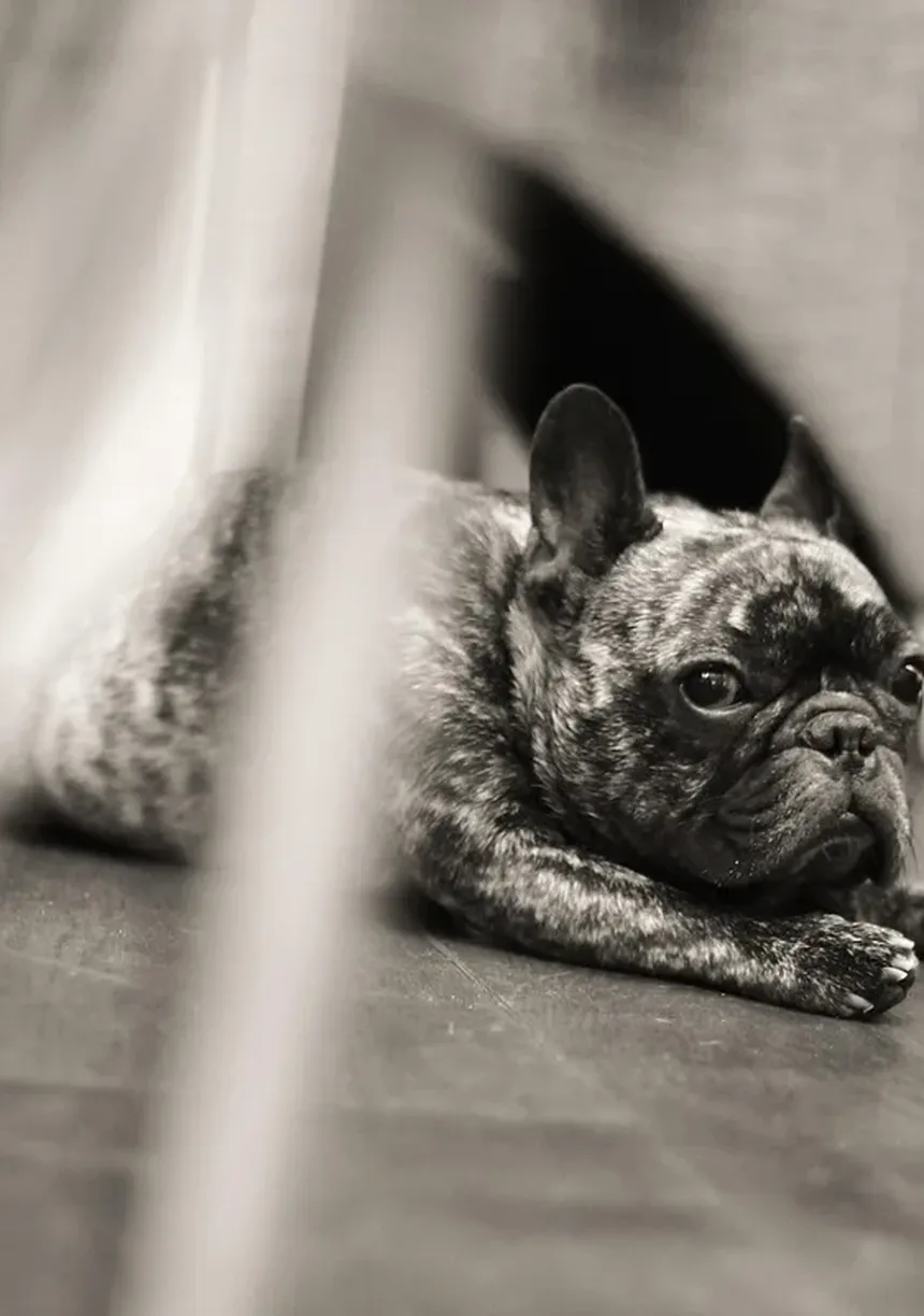 Como Parar o Latido Excessivo do Seu Cão: 5 Dicas Infalíveis