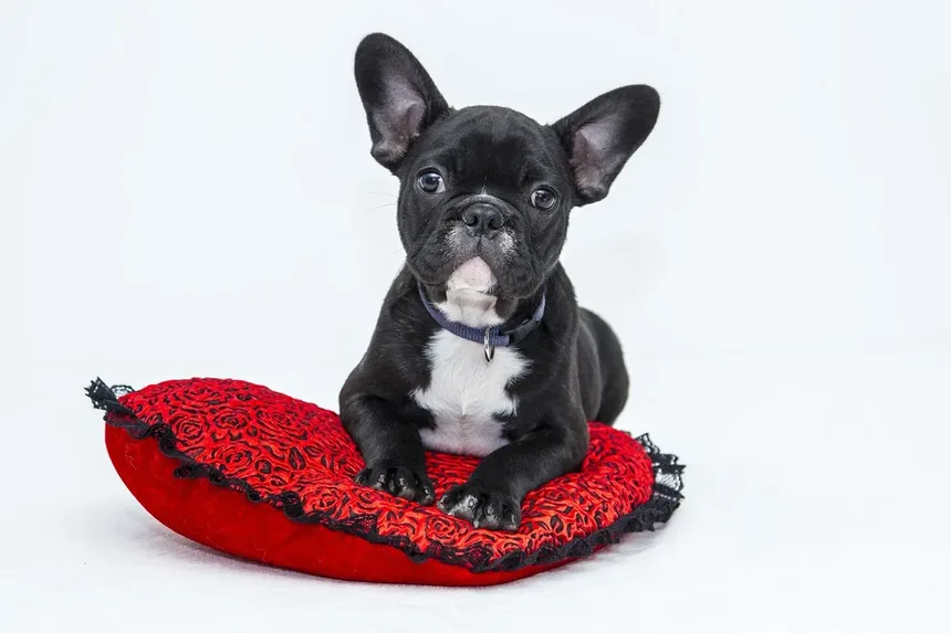 Ração para Cães Idosos: Guia de Nutrição e Alimentação