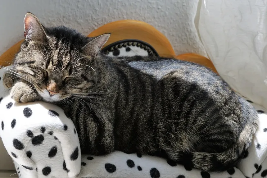 Por Que os Gatos Amam Caixas? 8 Razões Surpreendentes