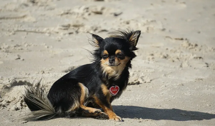 Por que os cães nos olham quando fazem cocô? Descubra os motivos!