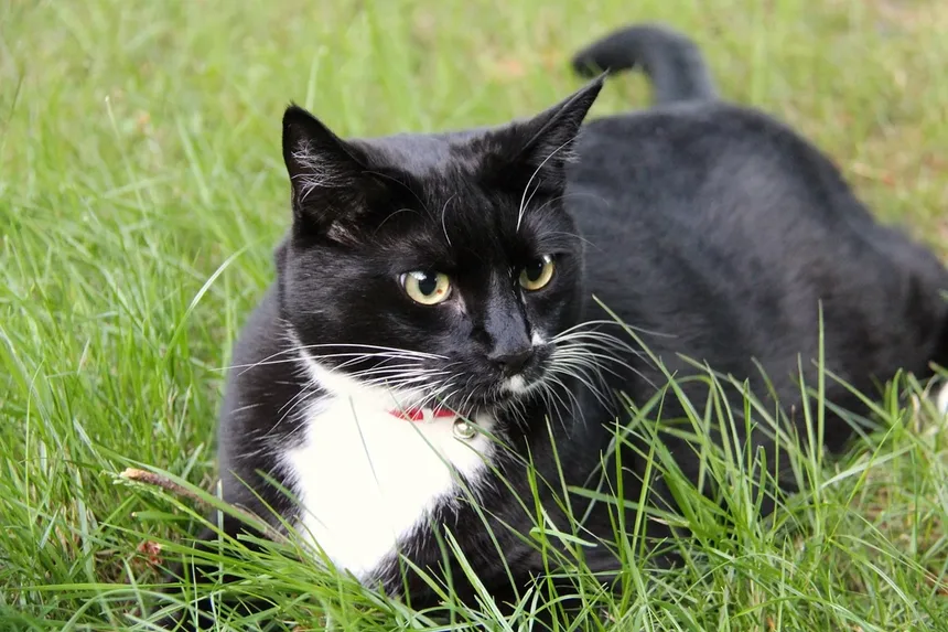 Por que os cães nos olham quando fazem cocô? Descubra os motivos!