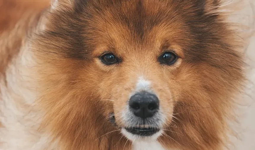Doenças Comuns em Coelhos de Estimação